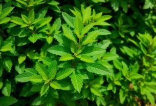 juba-de-leao-descubra-os-beneficios-incriveis-para-a-sua-saude