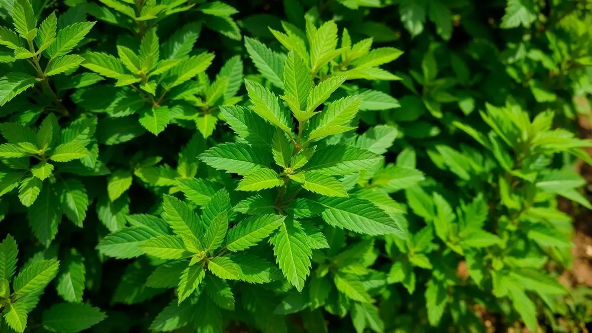 juba-de-leao-descubra-os-beneficios-incriveis-para-a-sua-saude