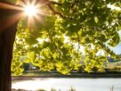 ginko biloba quais os beneficios