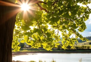 ginko biloba quais os beneficios